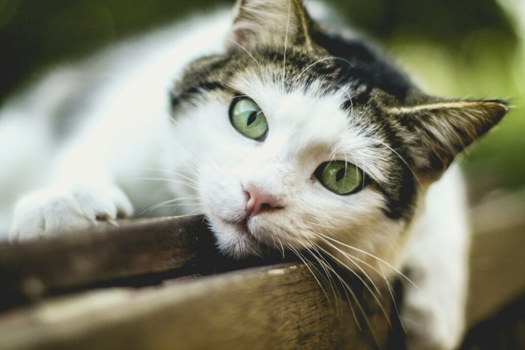 Smaltimento e cremazione Animali