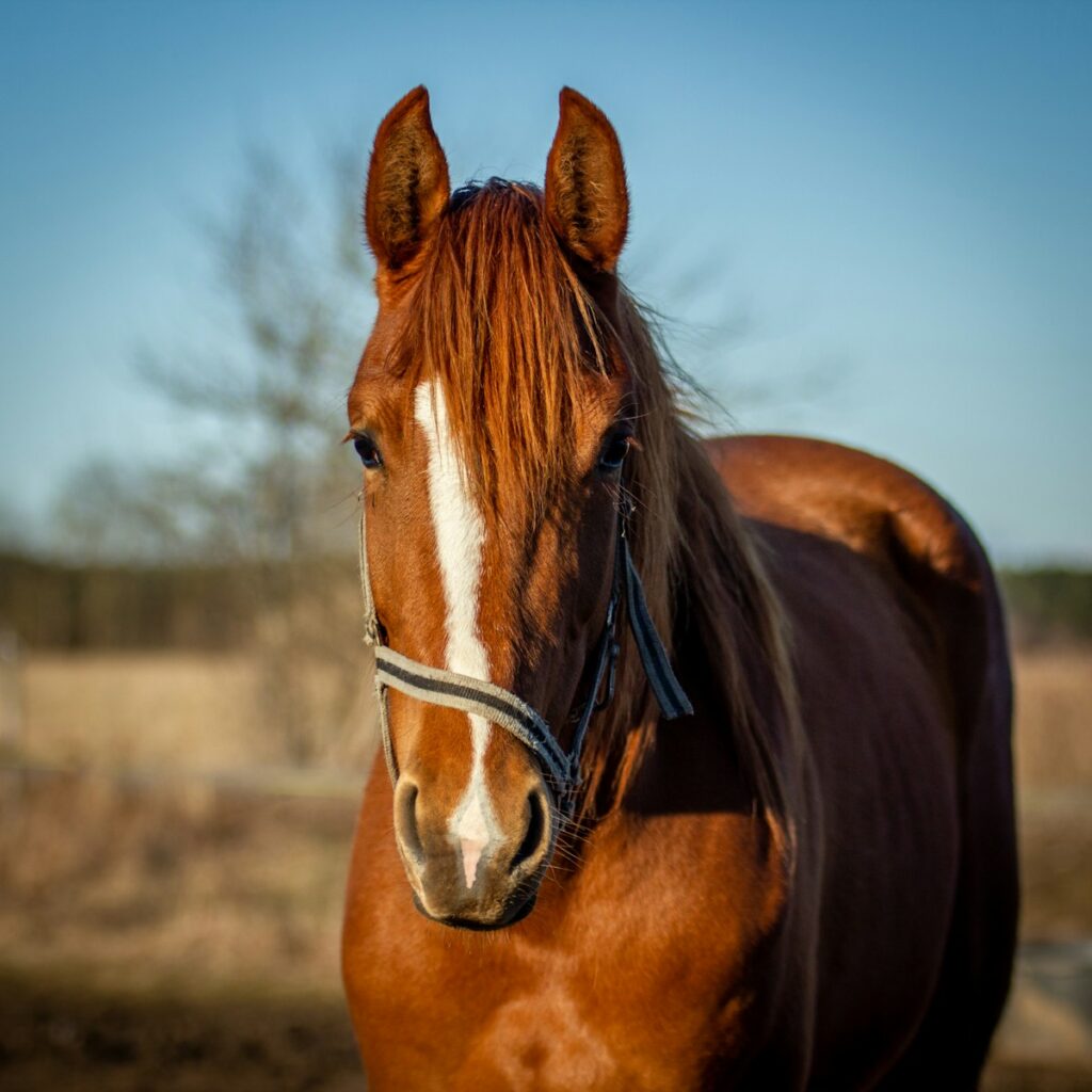Smaltimento e cremazione Animali